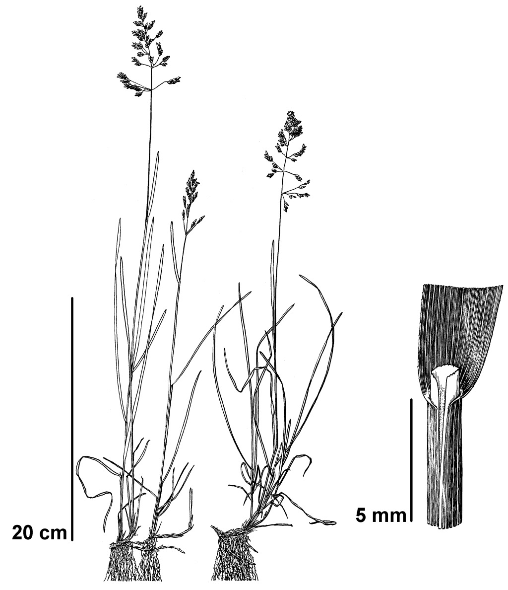 Poa pratensis (hero image)