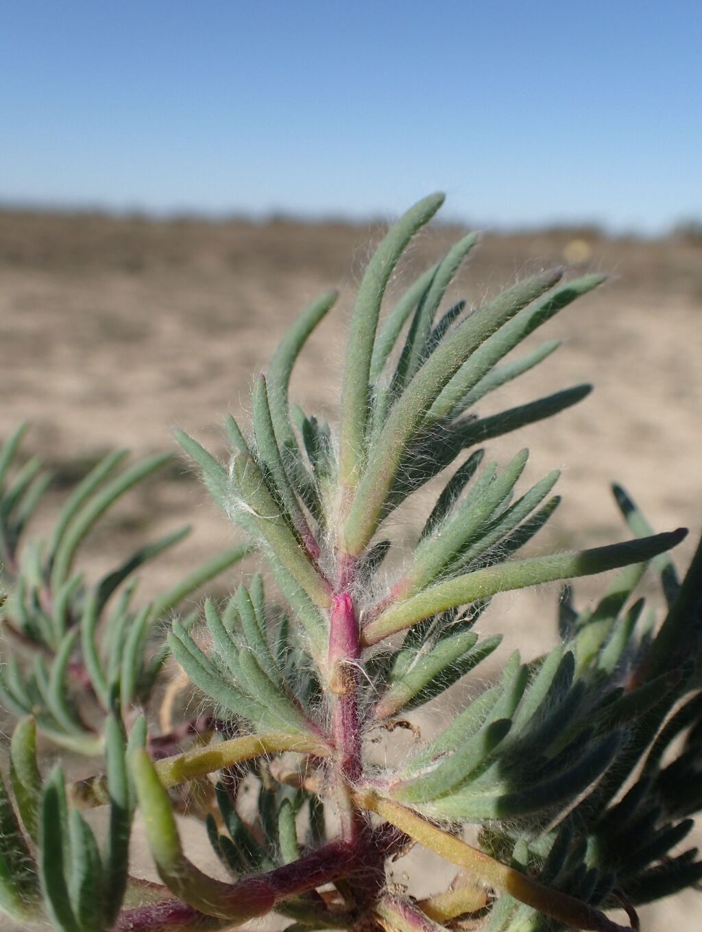 Neobassia proceriflora (hero image)