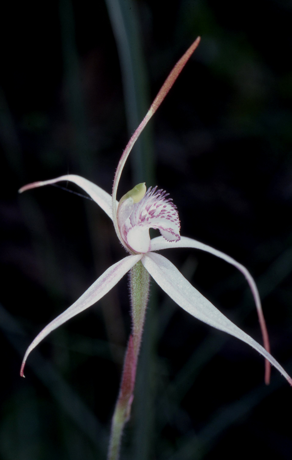 Caladenia thysanochila (hero image)