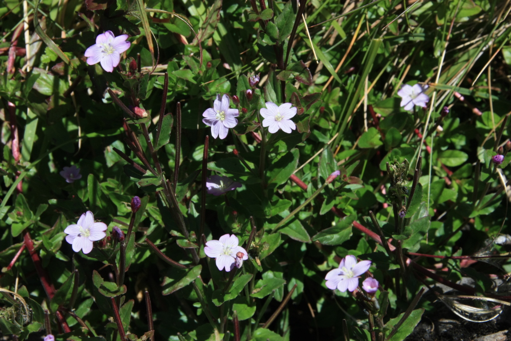 Epilobium sarmentaceum (hero image)