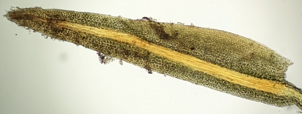 Fissidens strictus (hero image)