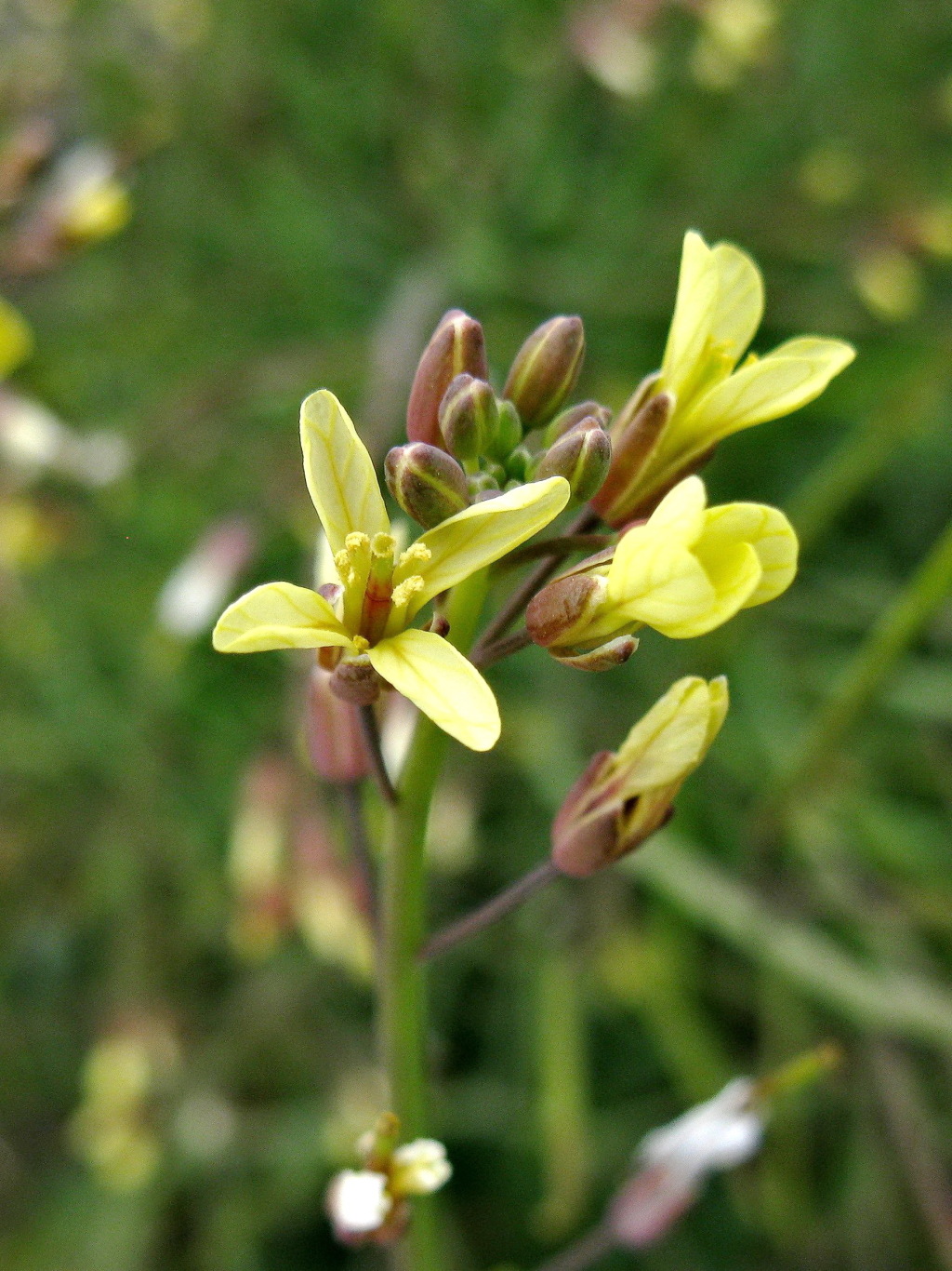 Brassica (hero image)