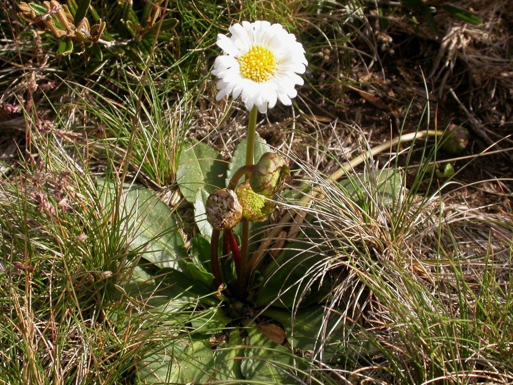 Brachyscome decipiens (hero image)