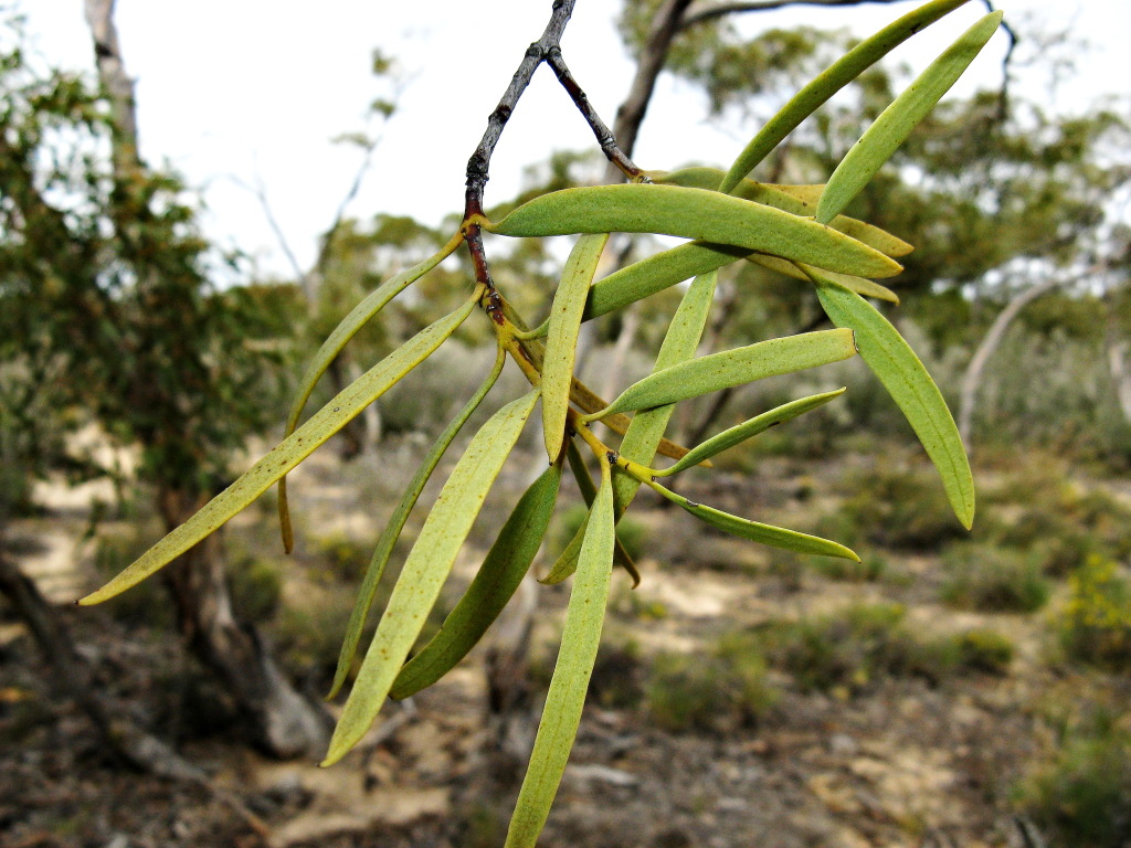 Santalum (hero image)