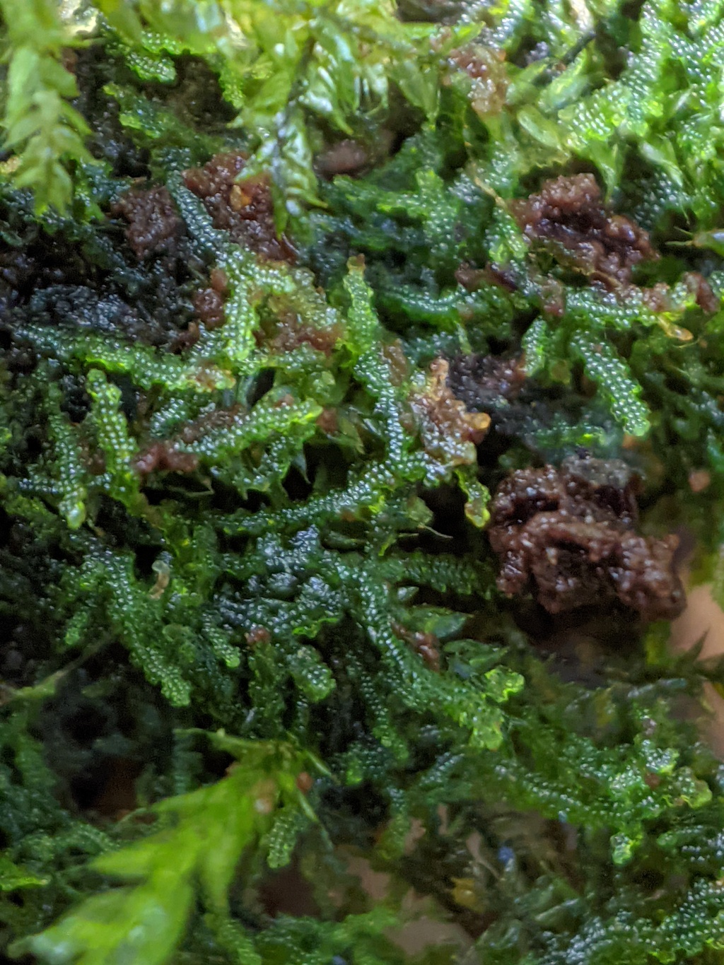 Zoopsis argentea (hero image)
