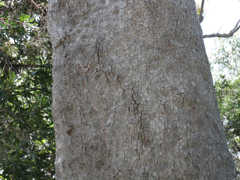 Corymbia gummifera (hero image)