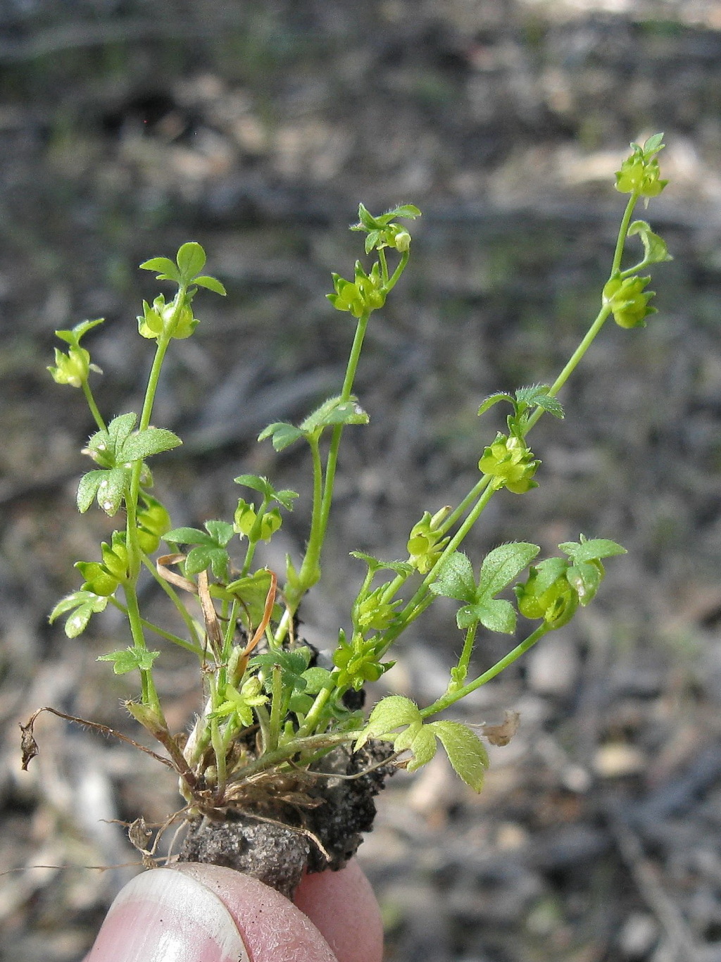 Ranunculus pumilio (hero image)