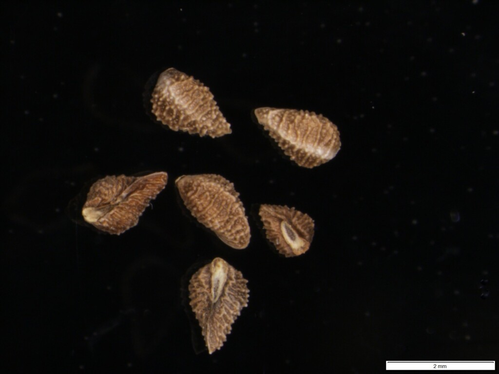 Plagiobothrys plurisepaleus (hero image)