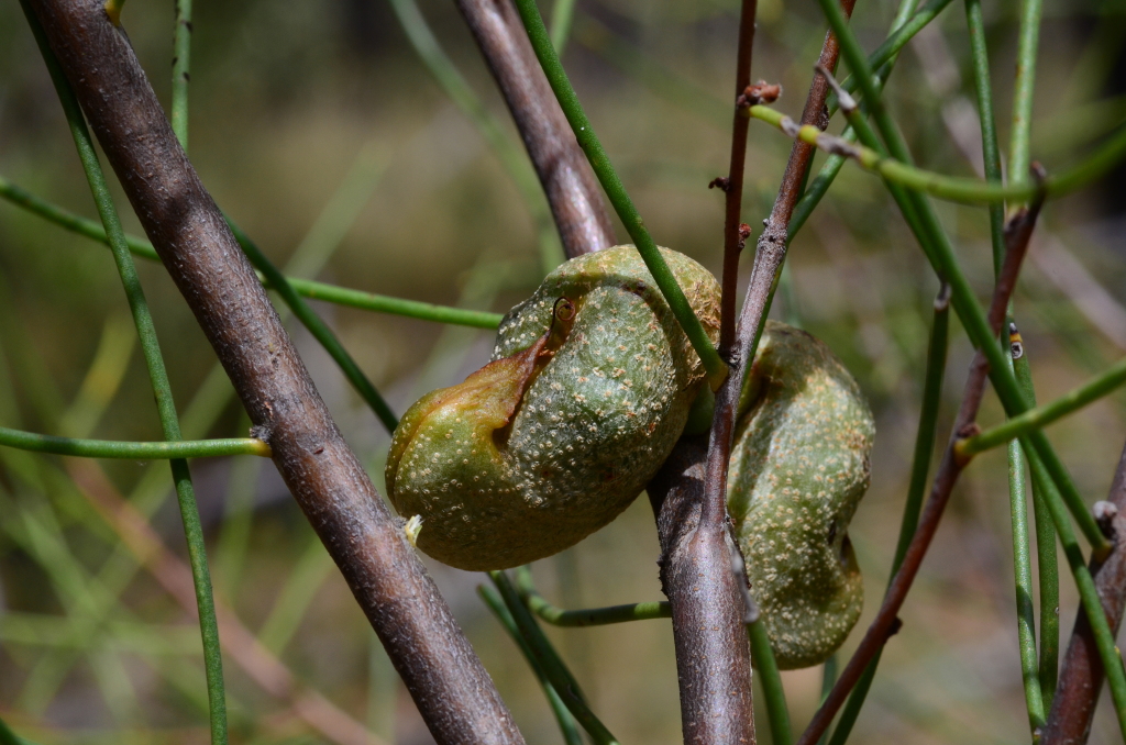 Hakea rostrata (hero image)