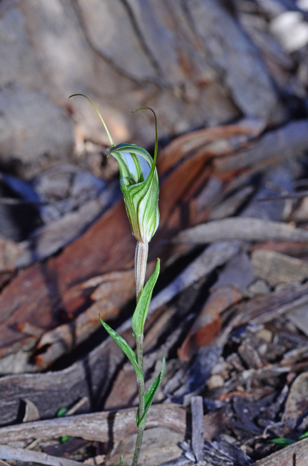 Pterostylis dolichochila (hero image)