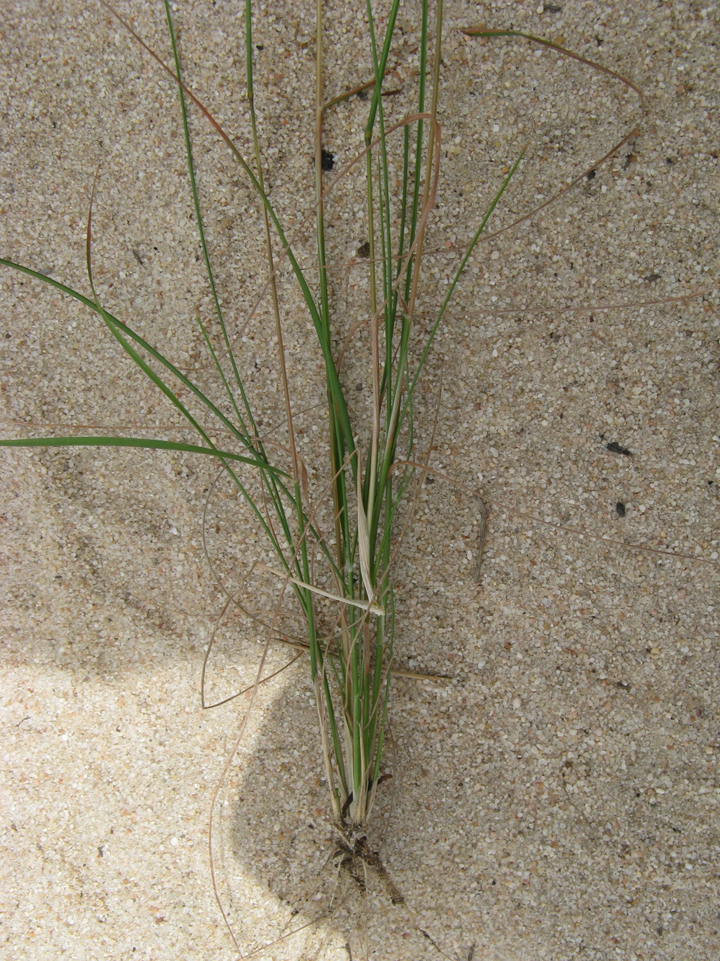 Rytidosperma setaceum (hero image)