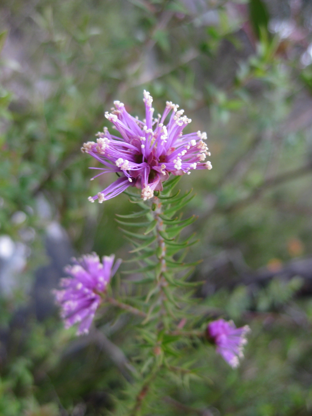 Melaleuca squamea (hero image)