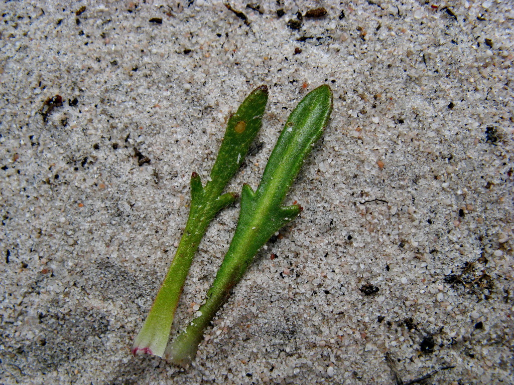 Goodenia geniculata (hero image)