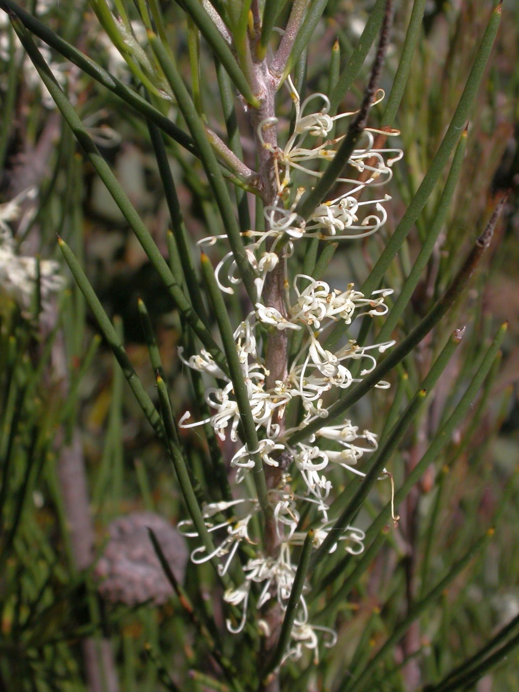 Hakea lissosperma (hero image)