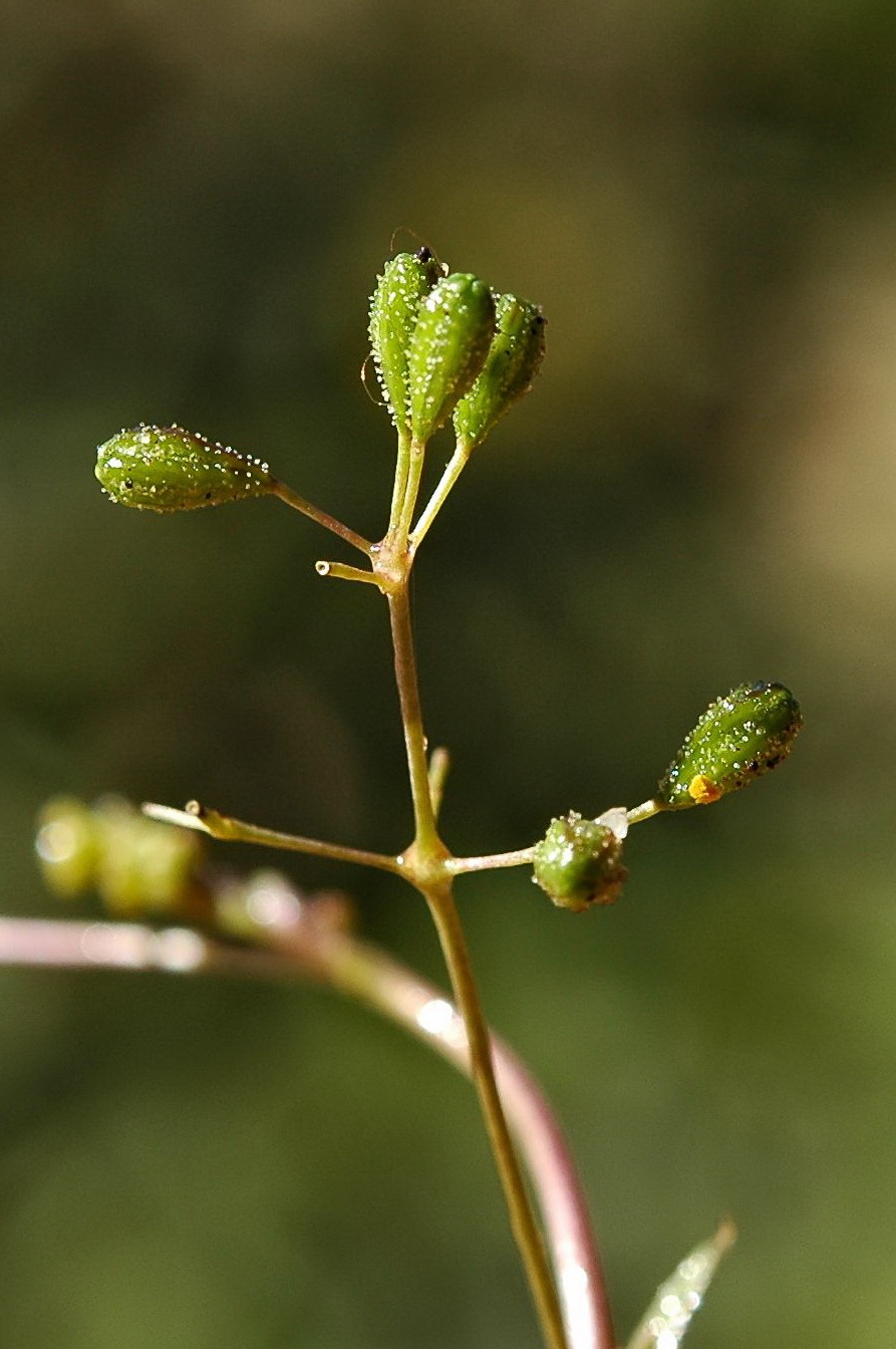 Nyctaginaceae (hero image)