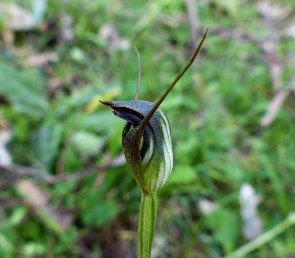 Pterostylis pedunculata (hero image)