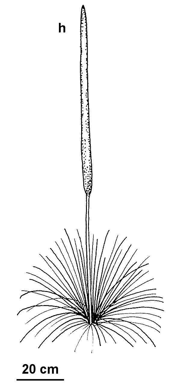 Xanthorrhoea semiplana subsp. semiplana (hero image)