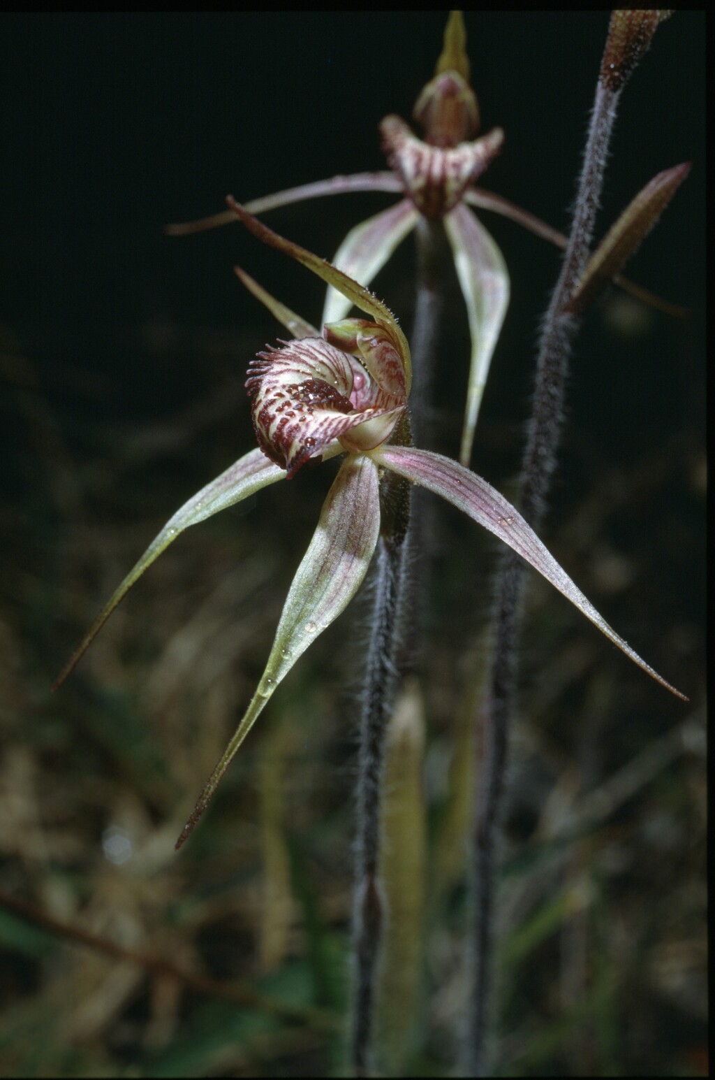 Caladenia ×variabilis (hero image)