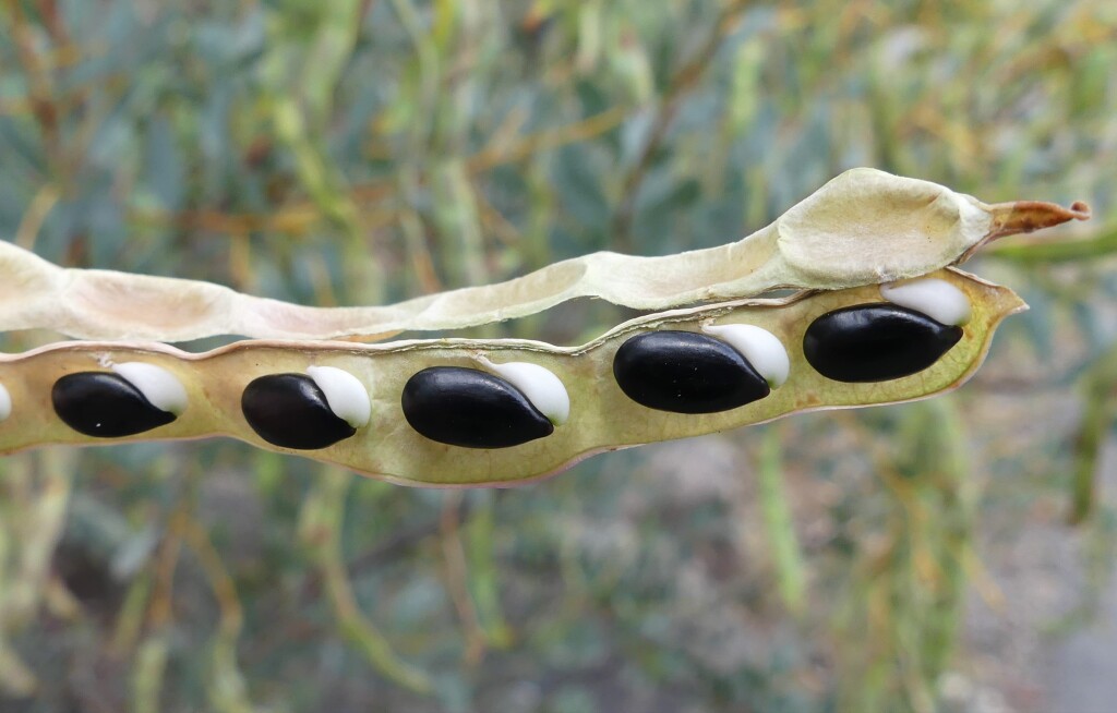 Acacia buxifolia (hero image)