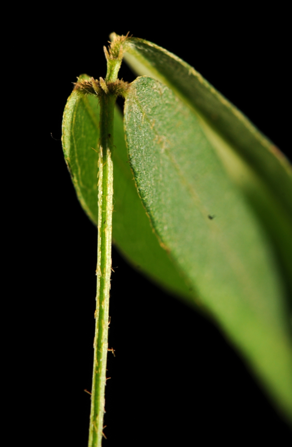 Glycine microphylla (hero image)