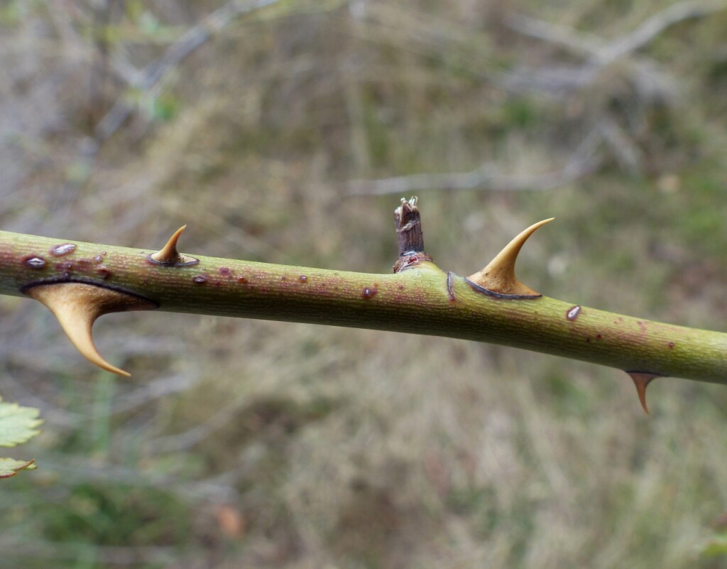 Rosa rubiginosa (hero image)