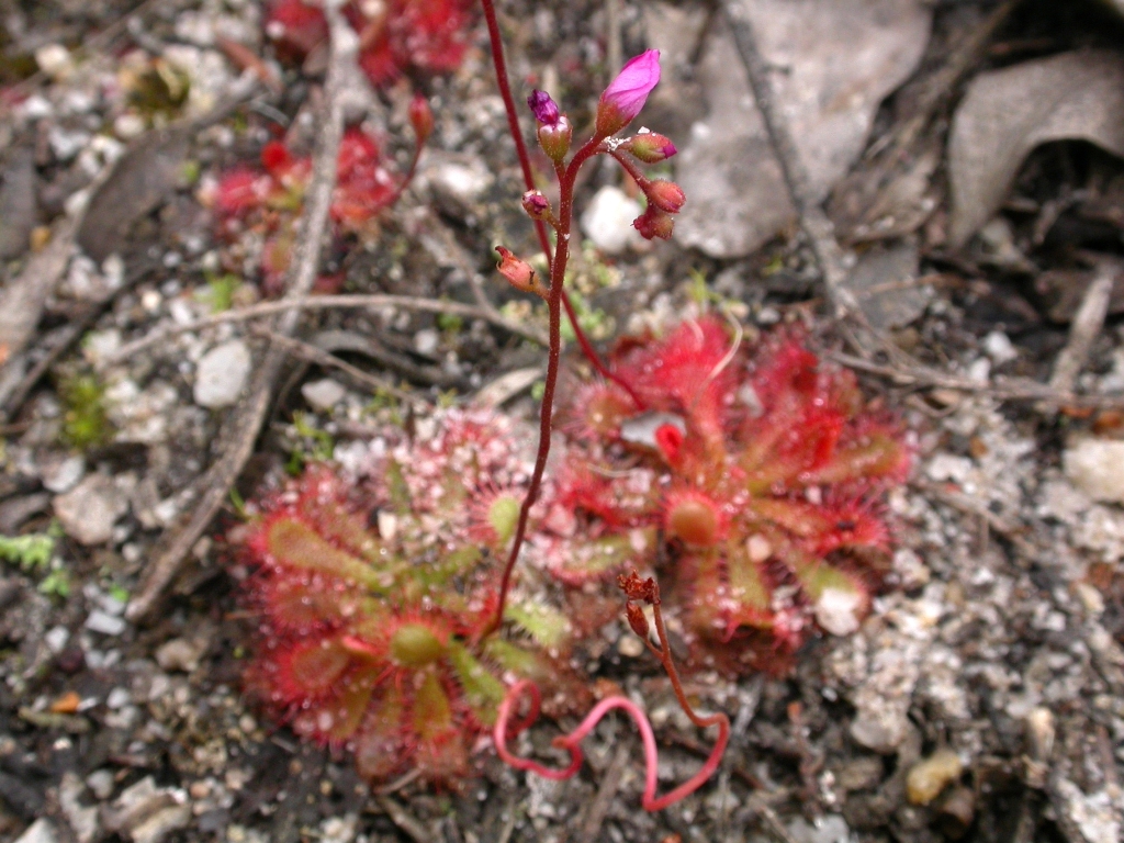 Drosera spatulata (hero image)