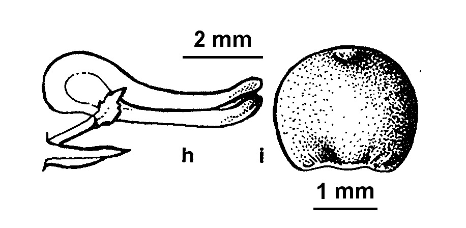 Fumaria indica (hero image)