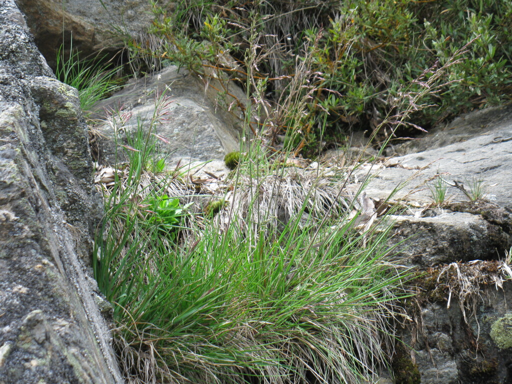 Poa hothamensis (hero image)