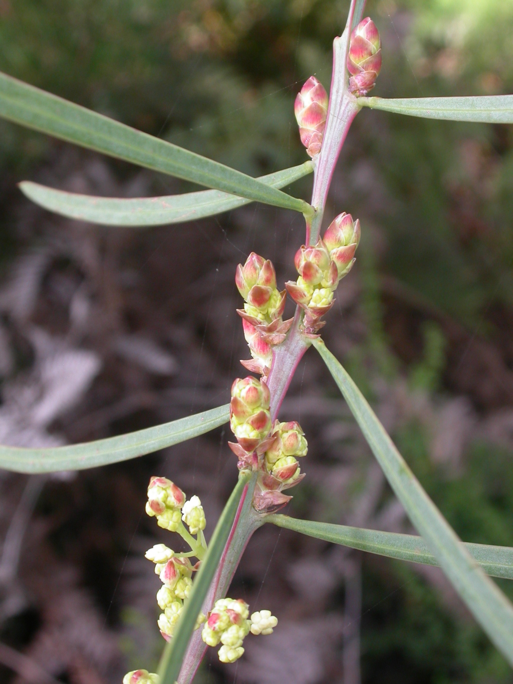 Acacia suaveolens (hero image)