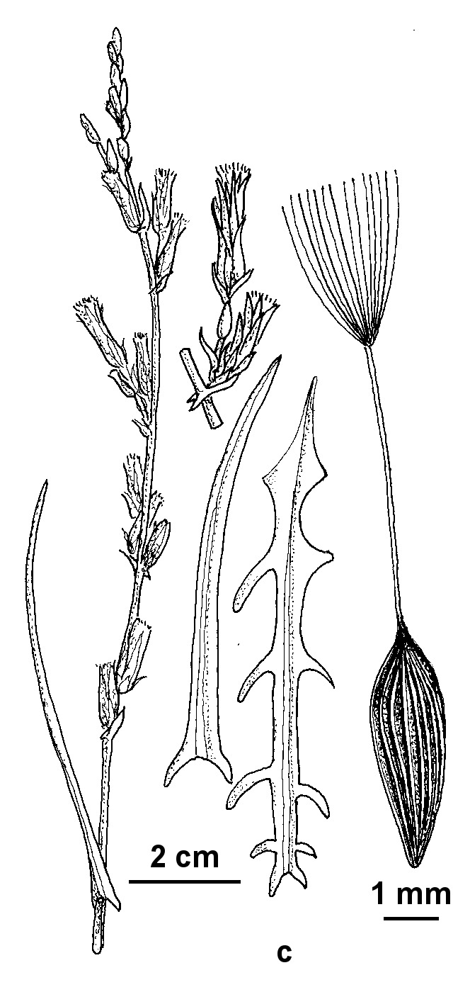 Lactuca saligna (hero image)