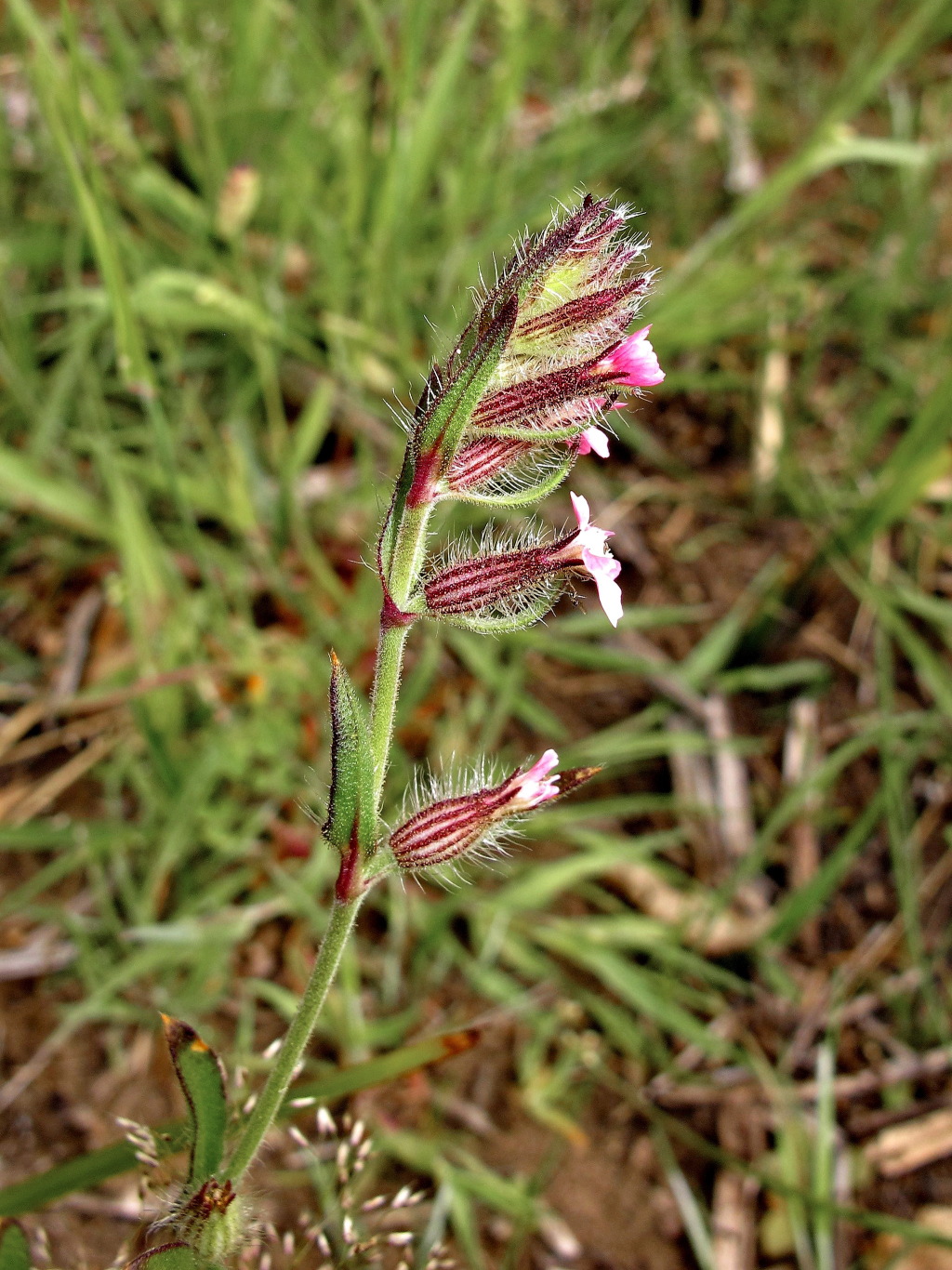 Silene gallica var. gallica (hero image)