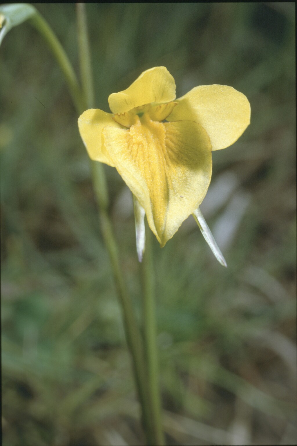 Diuris basaltica (hero image)