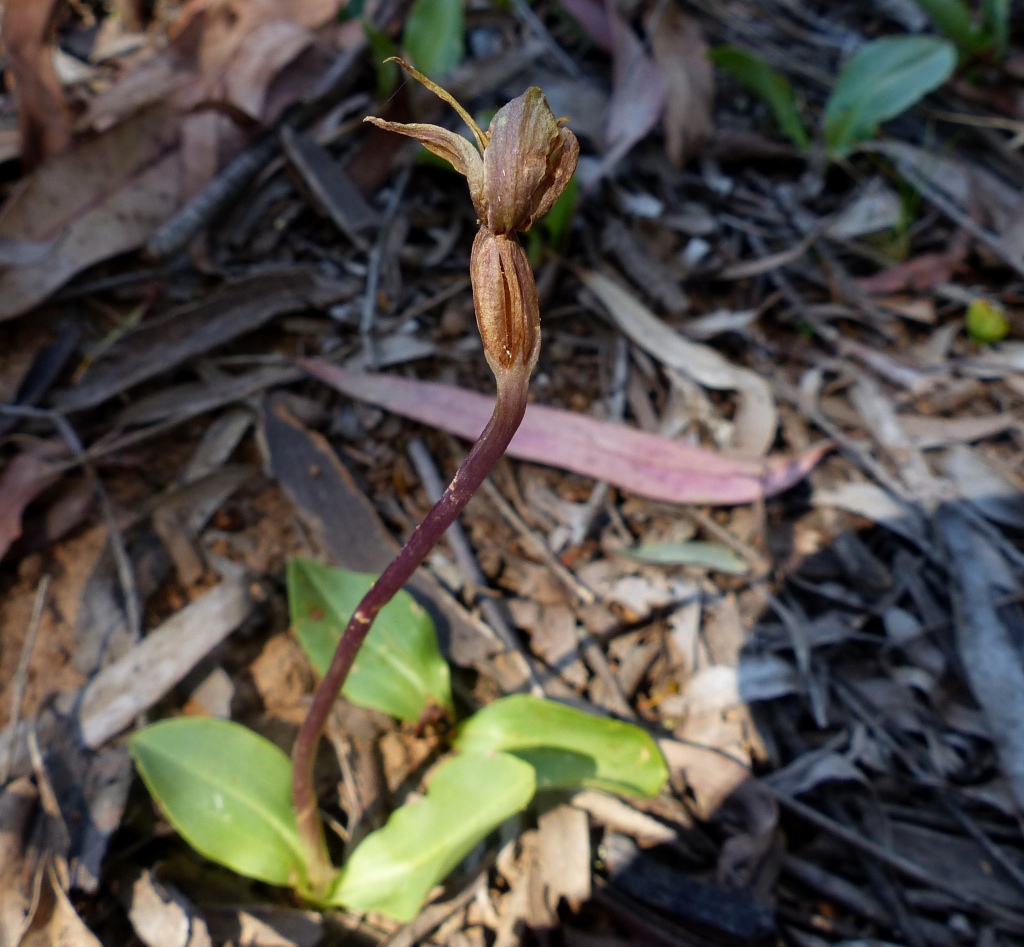 Chiloglottis valida (hero image)