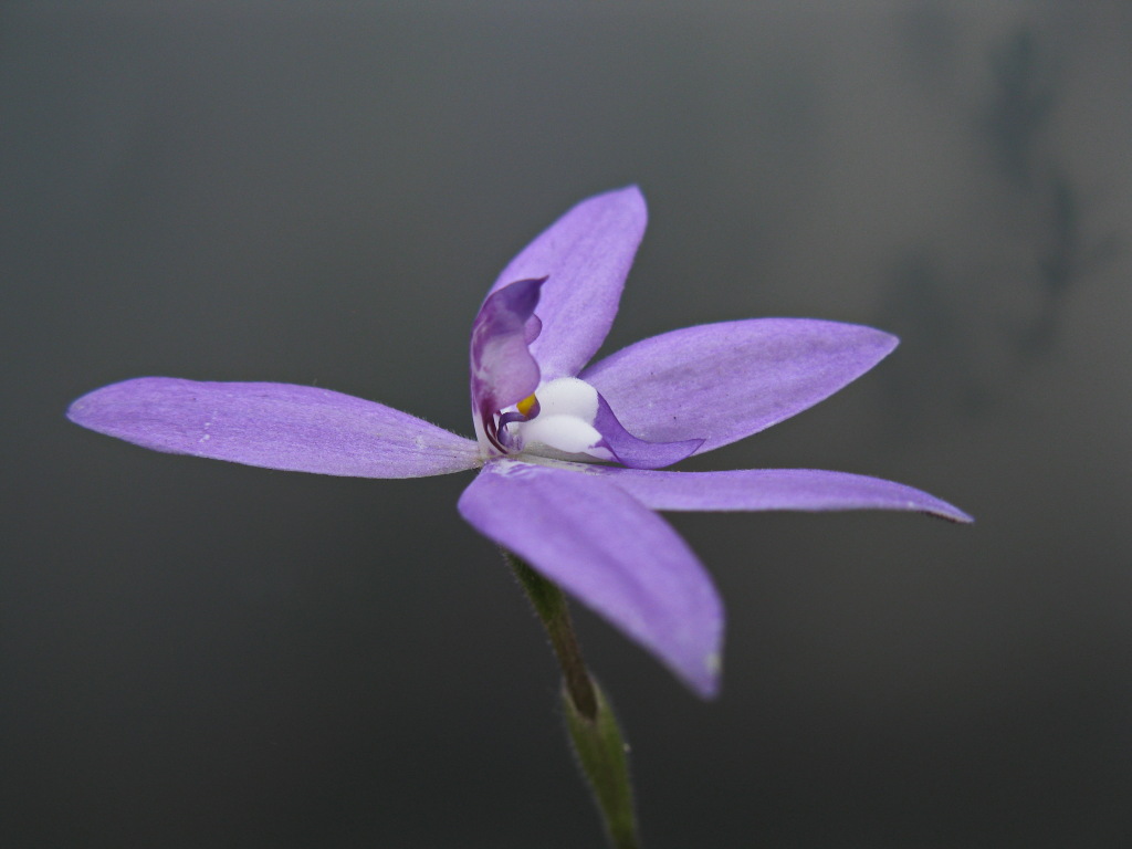 Glossodia major (hero image)