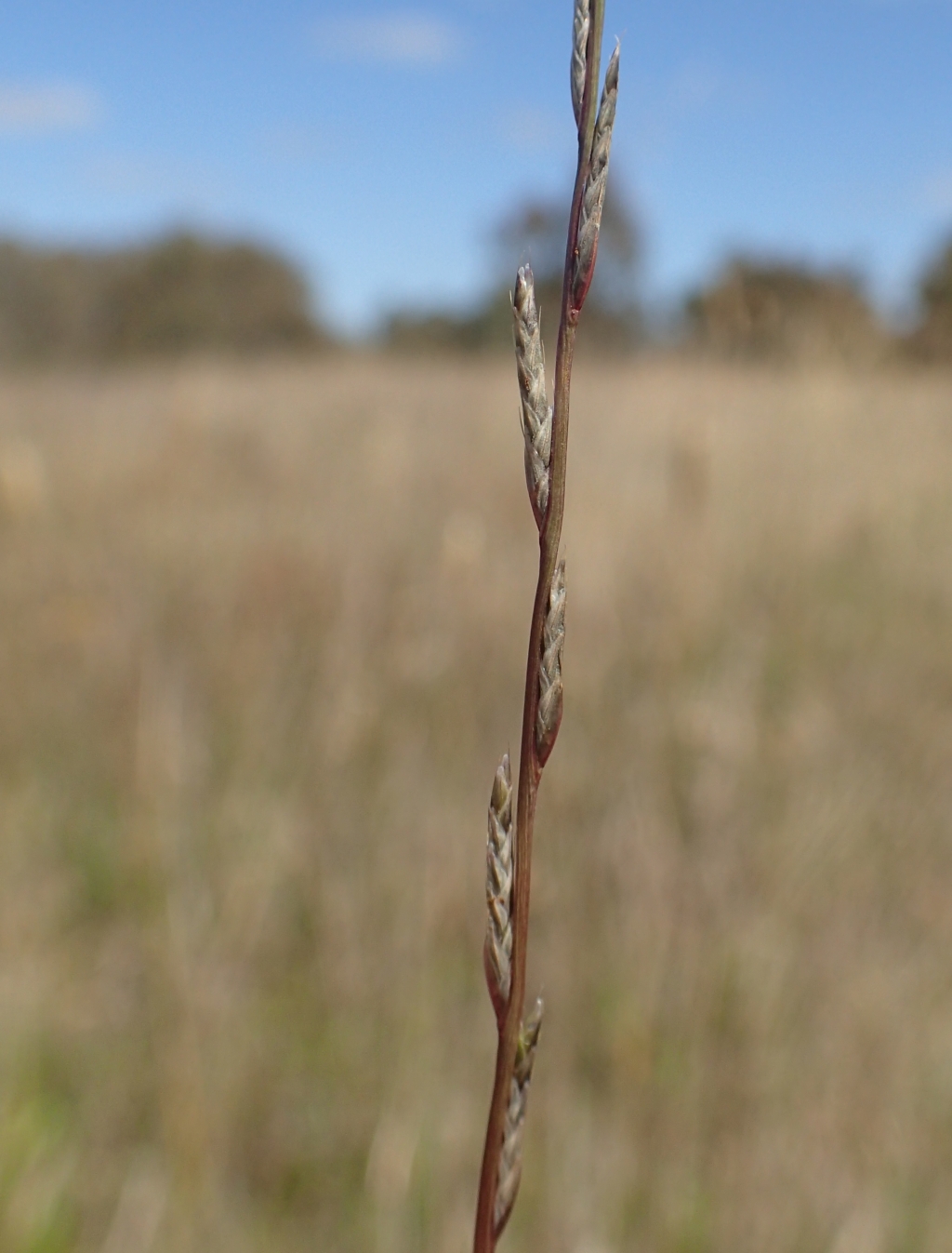 Tripogonella loliiformis (hero image)