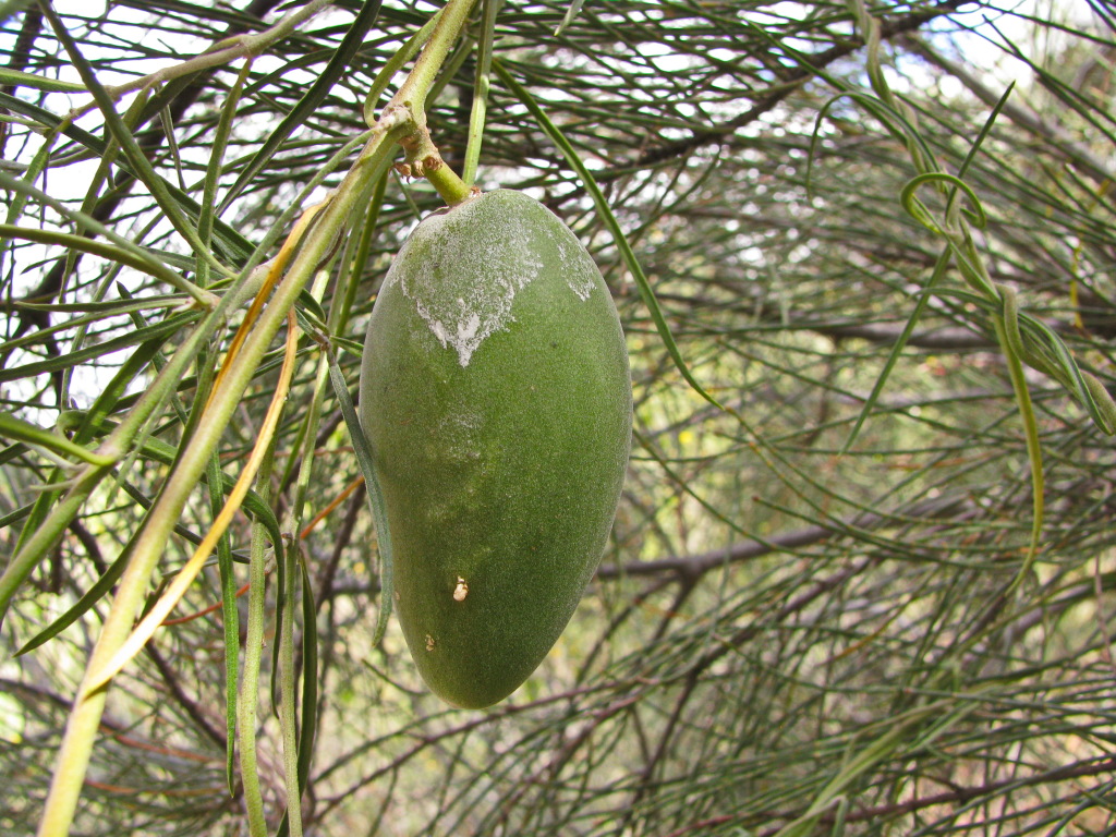 Leichhardtia australis (hero image)