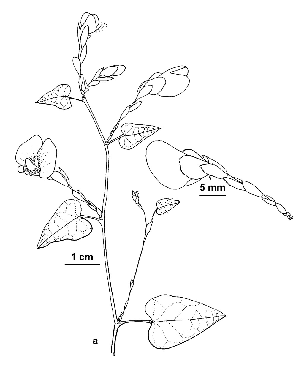 Platylobium alternifolium (hero image)