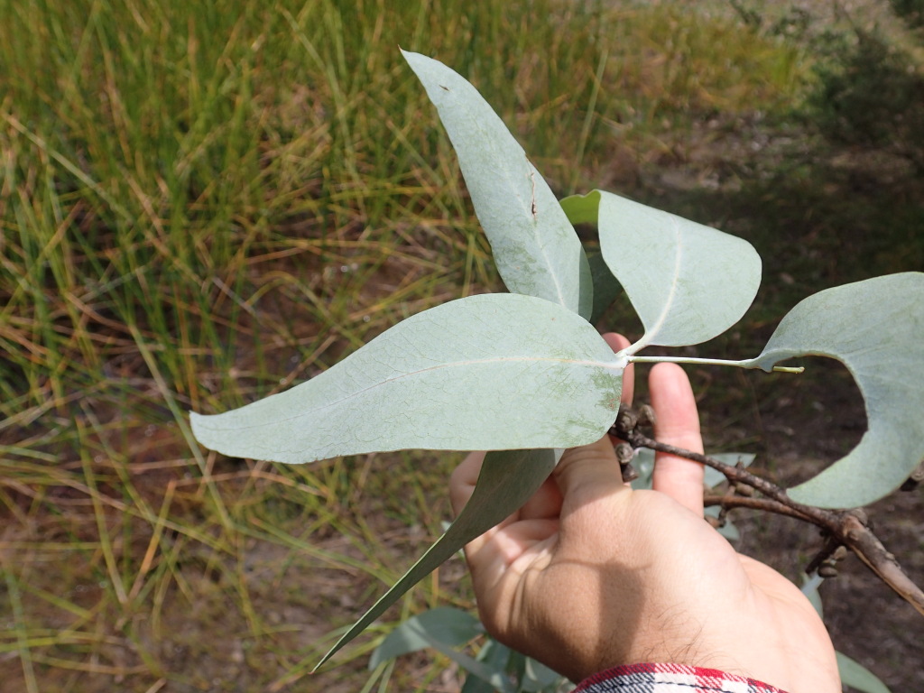 Eucalyptus cephalocarpa (hero image)