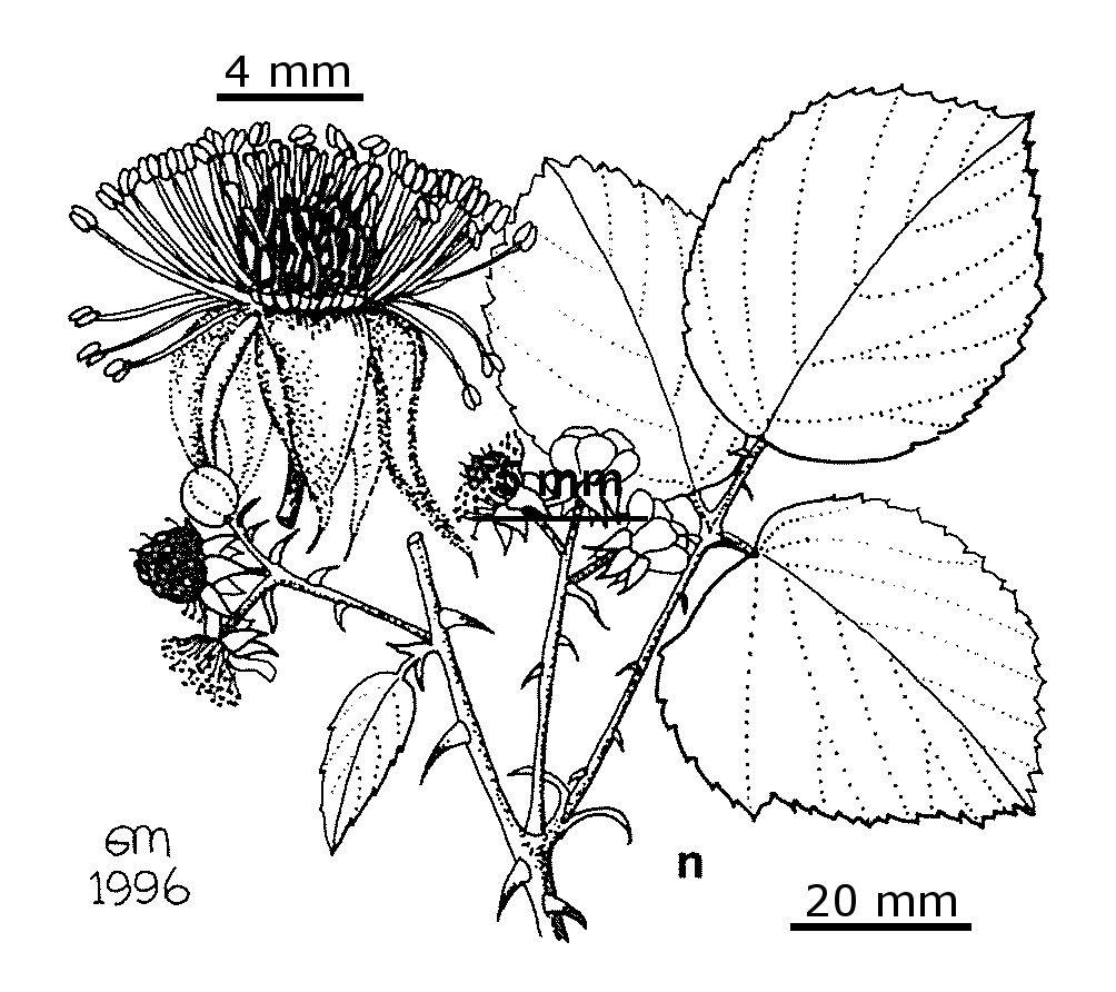 Rubus ulmifolius (hero image)