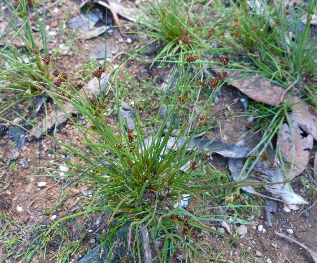 Juncus homalocaulis (hero image)