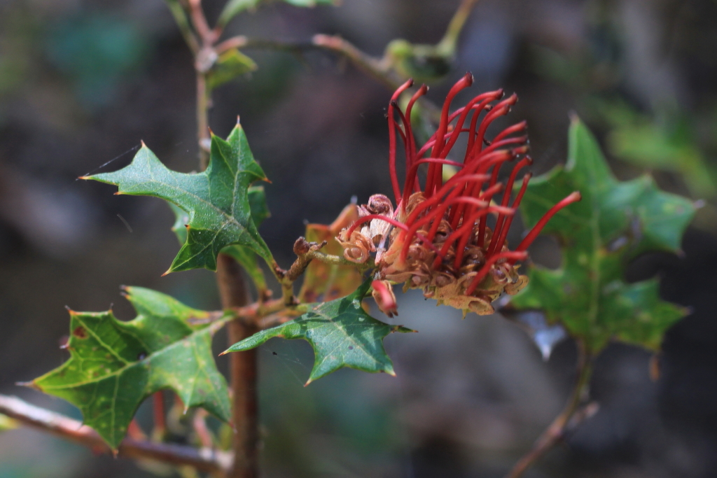 Grevillea steiglitziana (hero image)