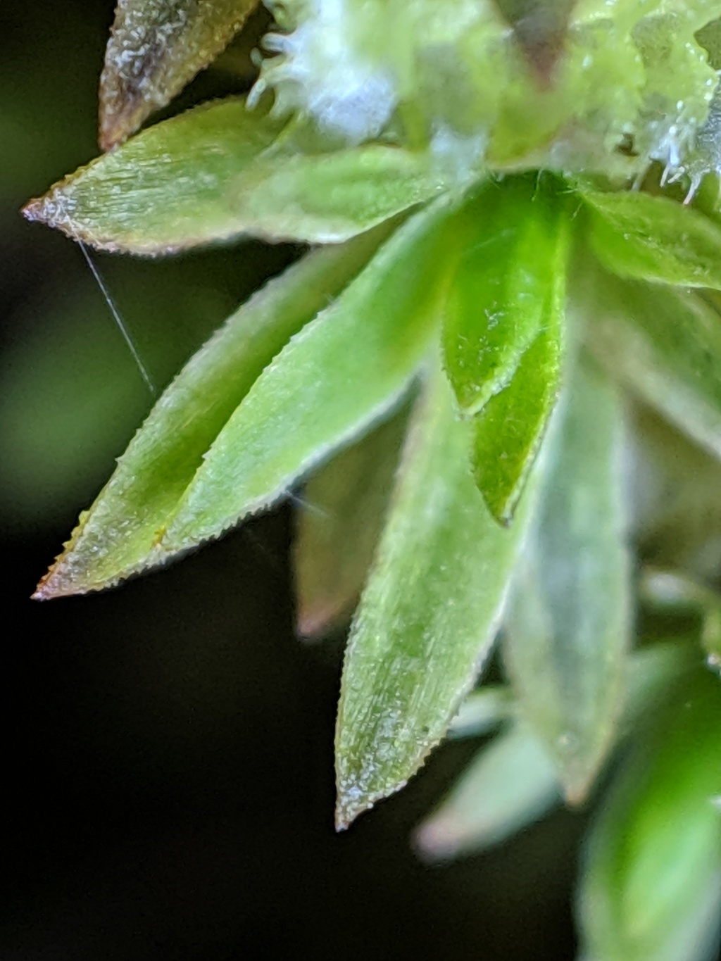 Pogonatum (hero image)