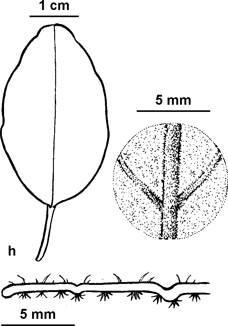 Pomaderris cotoneaster (hero image)