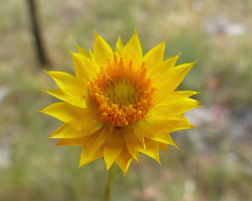 Xerochrysum viscosum (hero image)