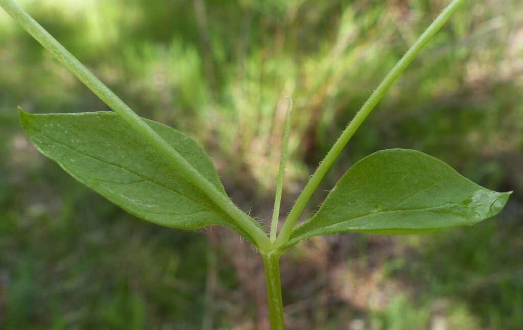 Stellaria pallida (hero image)