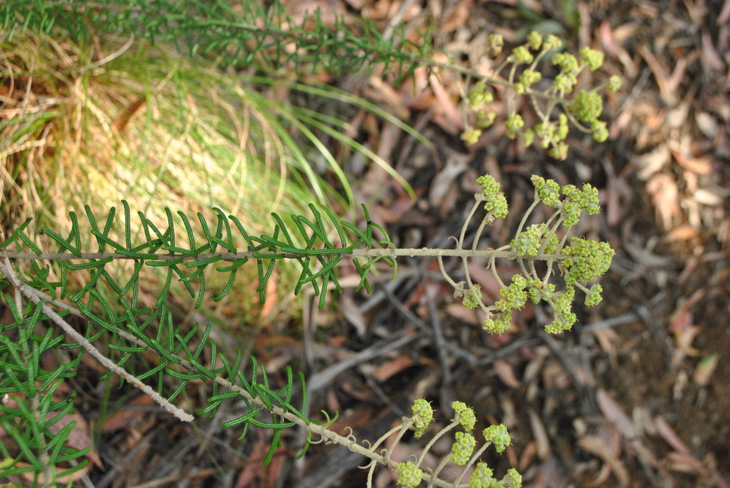 Astrotricha sp. 5 (hero image)