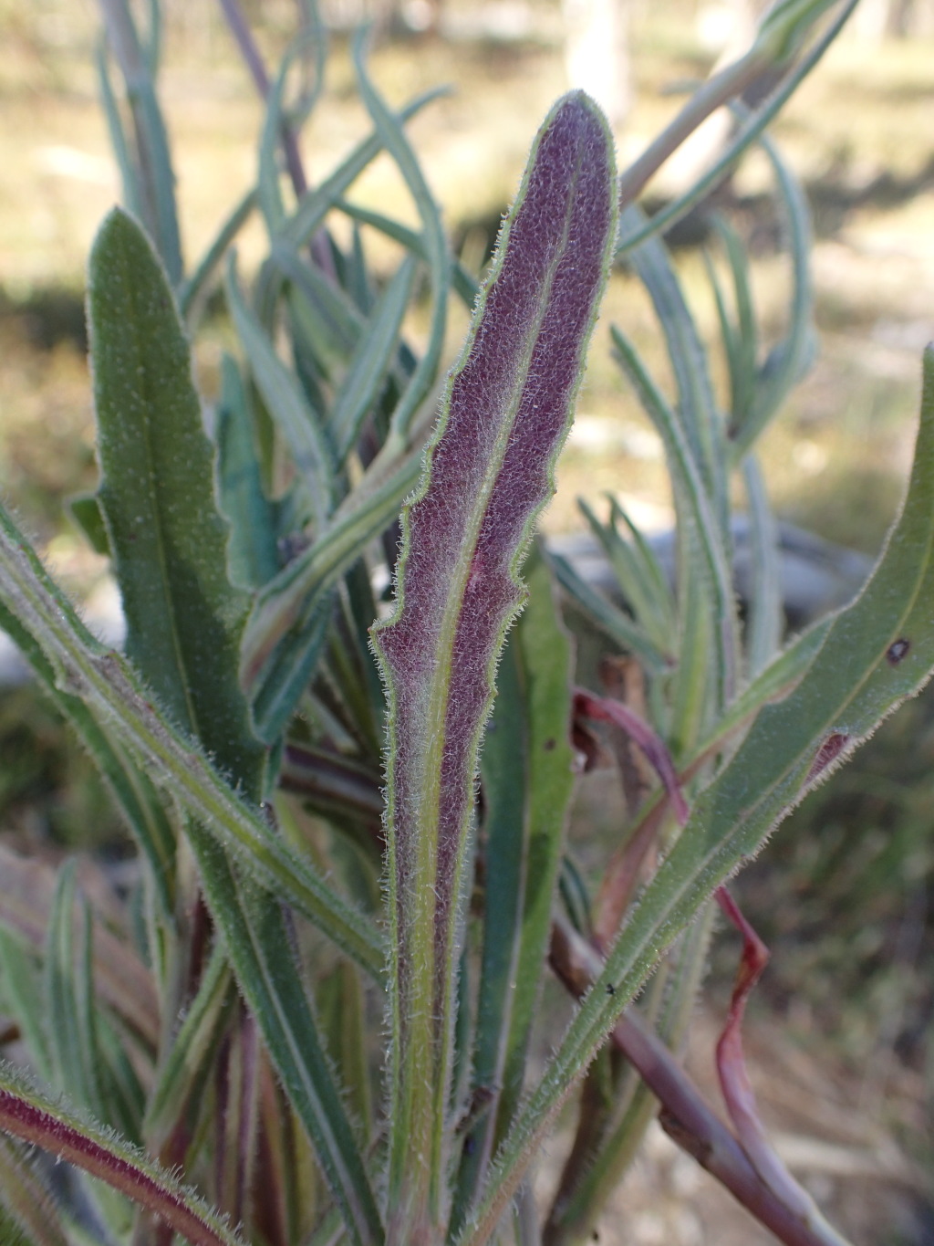 Senecio squarrosus (hero image)