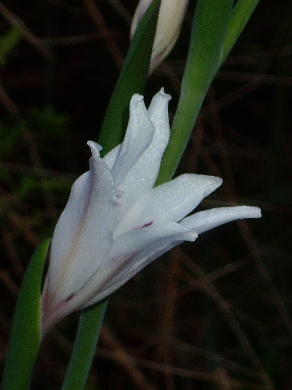 Gladiolus carneus (hero image)