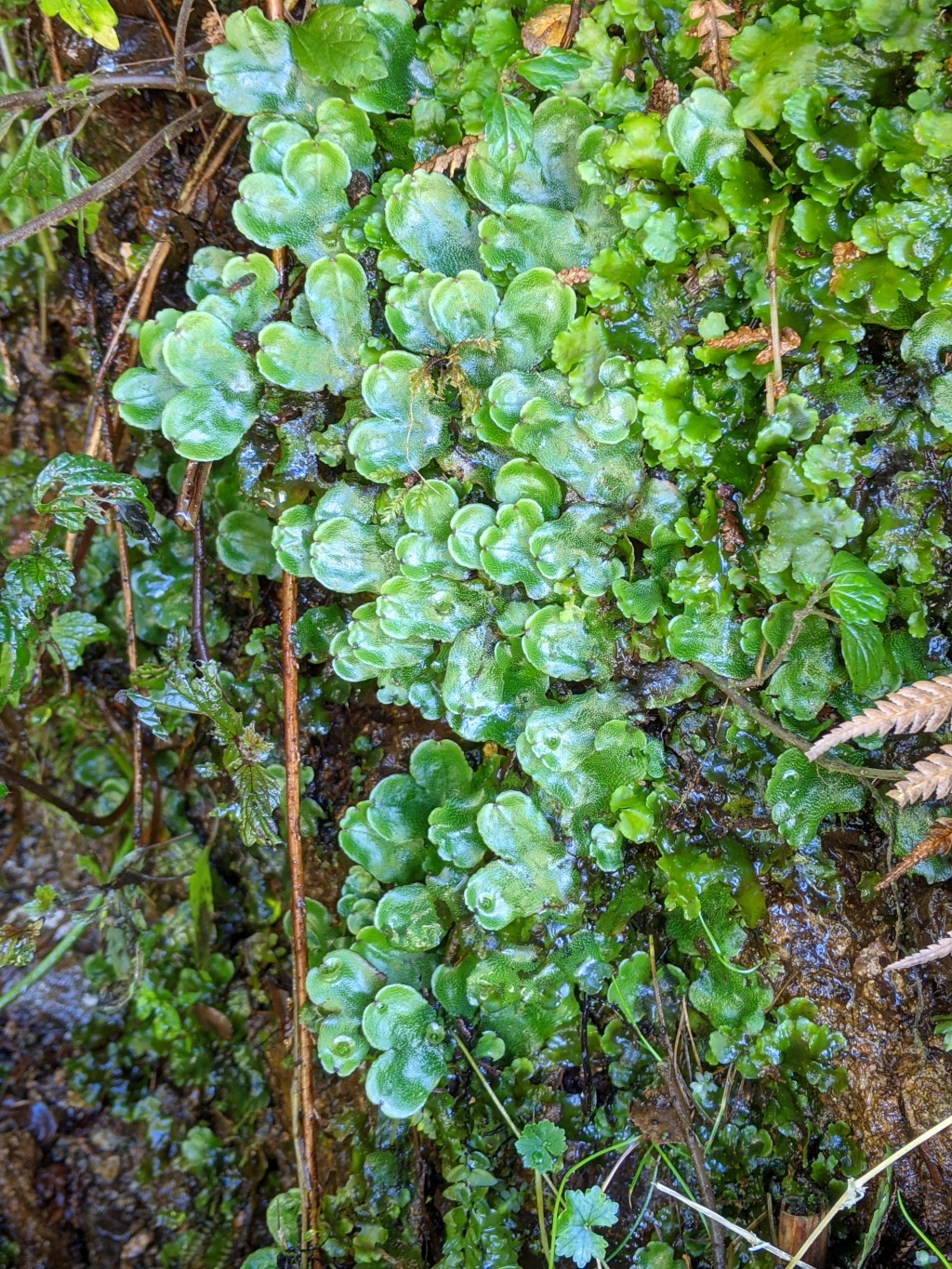 Marchantiaceae (hero image)