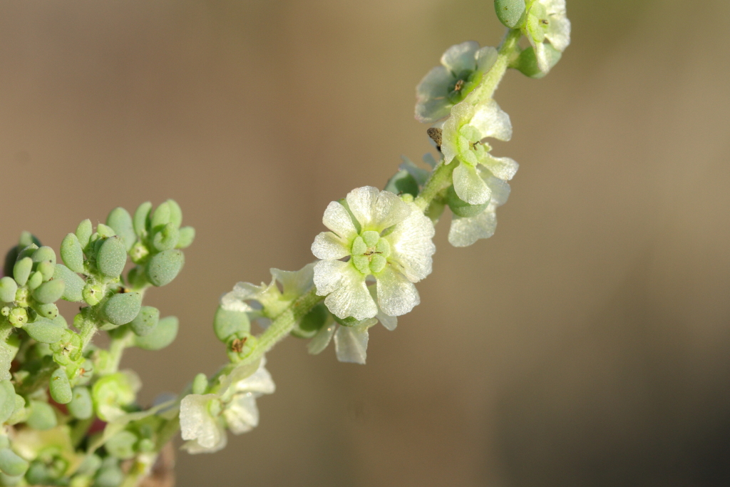 Maireana brevifolia (hero image)